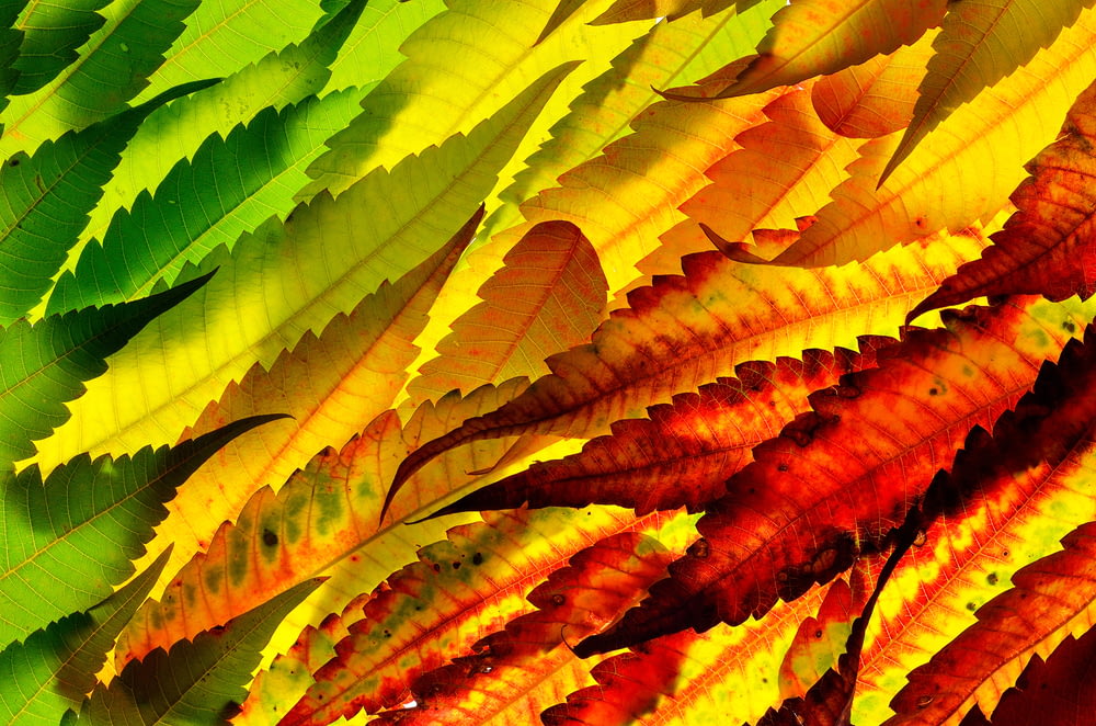 assorted-color leaves