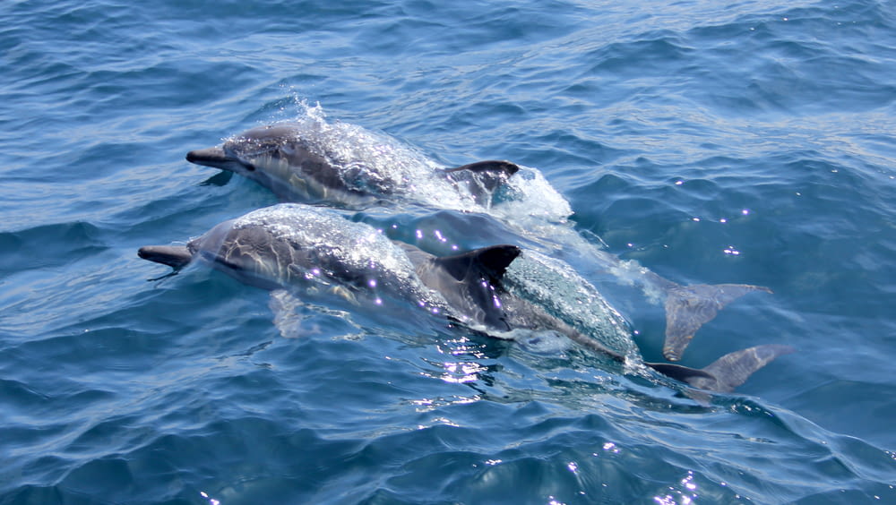 gray dolphins underwater during daytime