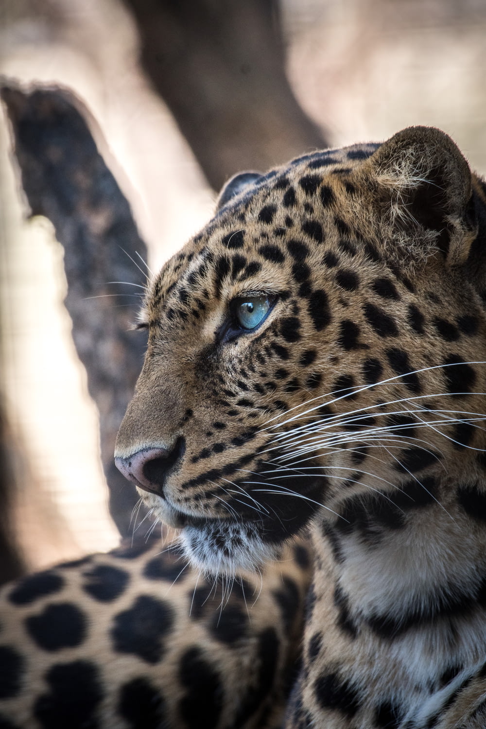 leopardo marrom e preto