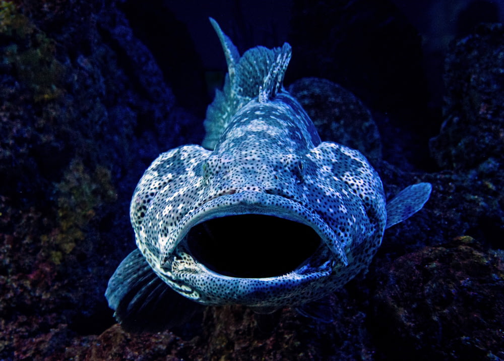 close-up photography of blue fish
