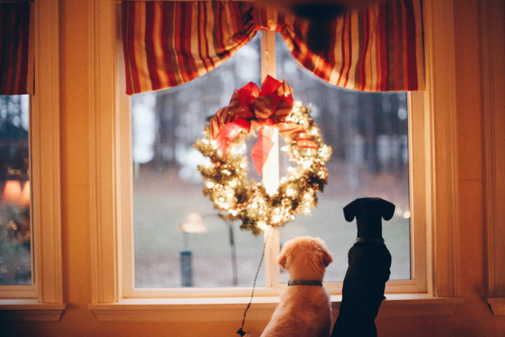 two dogs standing in front of window