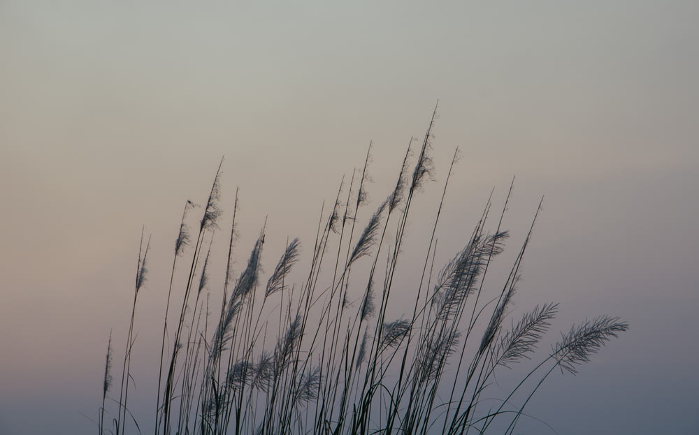 silhouette of grasses