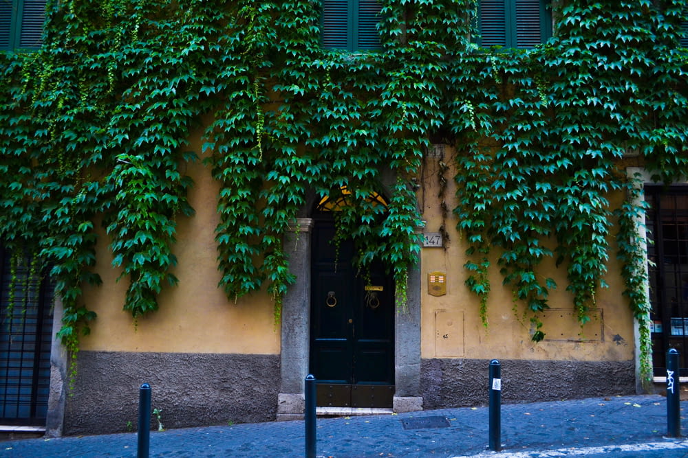 green vines on yellow wall