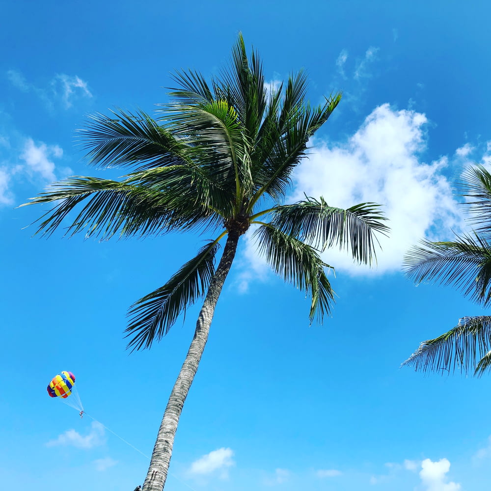 foto de baixo ângulo da palmeira sob o céu azul e nuvens brancas durante o dia