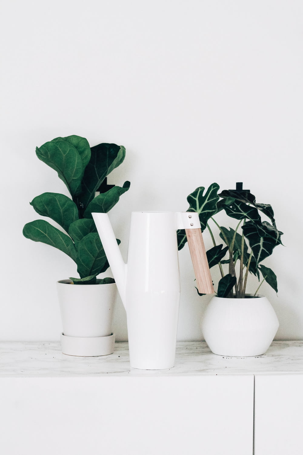 three plants vases