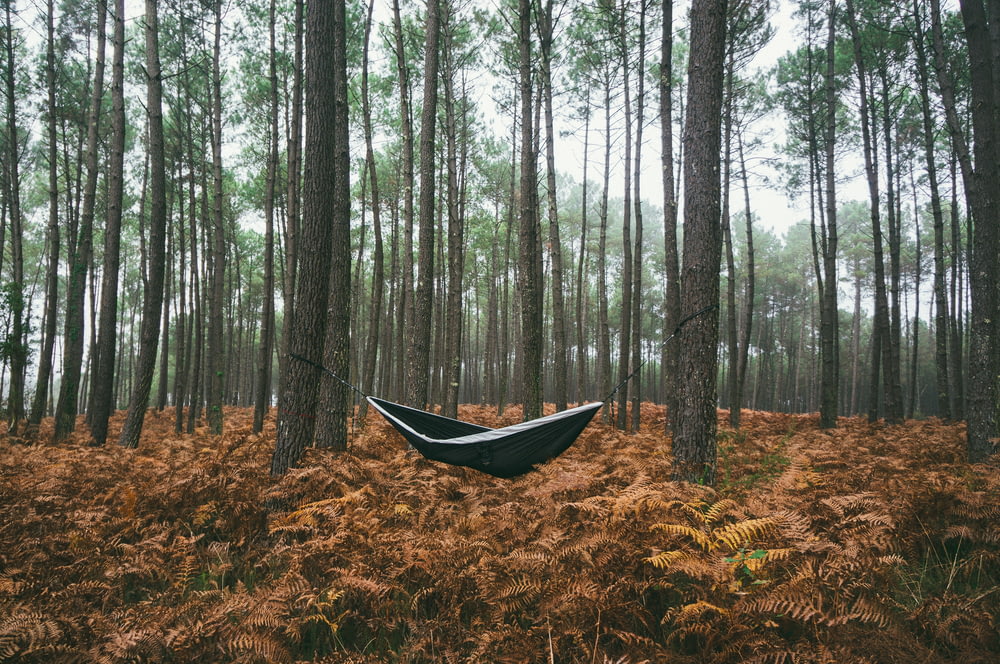 black hammock under green trees