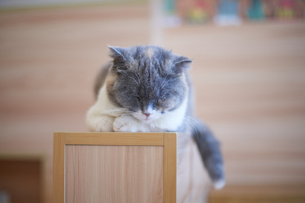 white and gray cat on wooden box