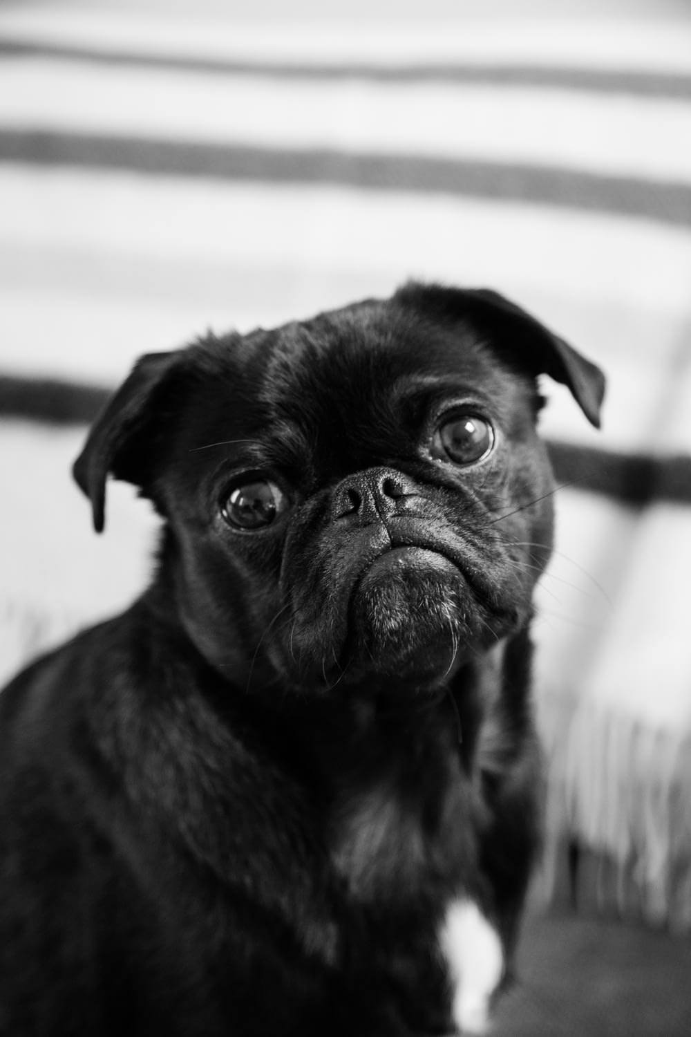grayscale photography of French bulldog