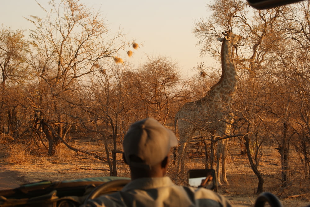 giraffe front of bare trees during daytime