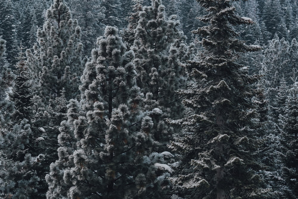 pinos cubiertos de nieve