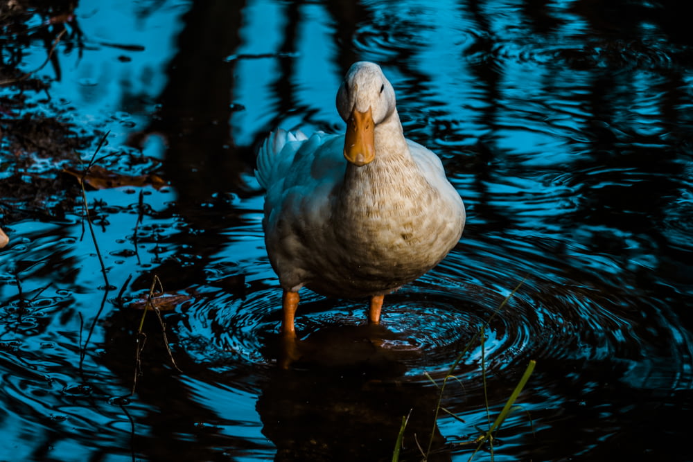 canard blanc sur plan d’eau