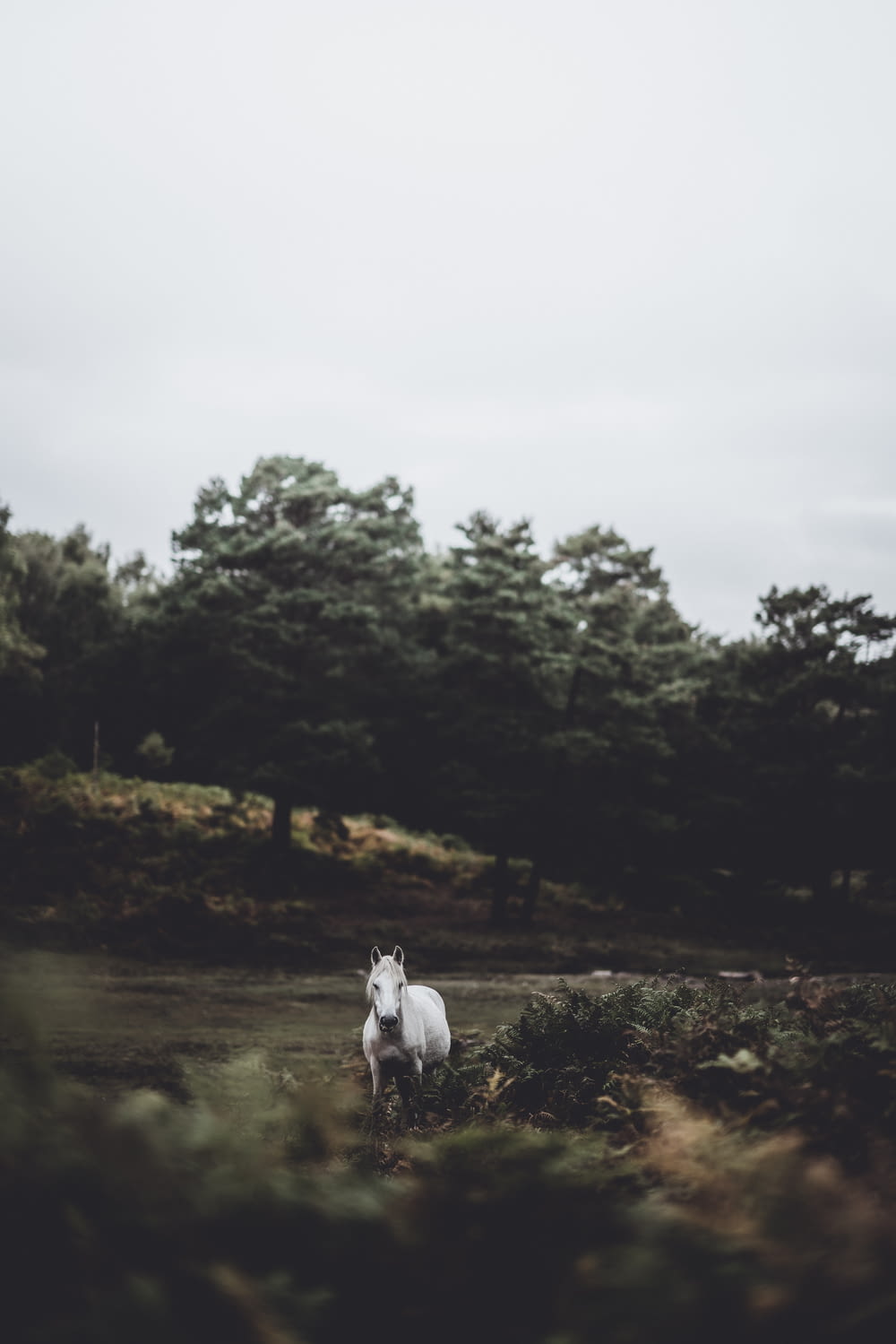 shallow focus photo of gray horse near trees during daytime