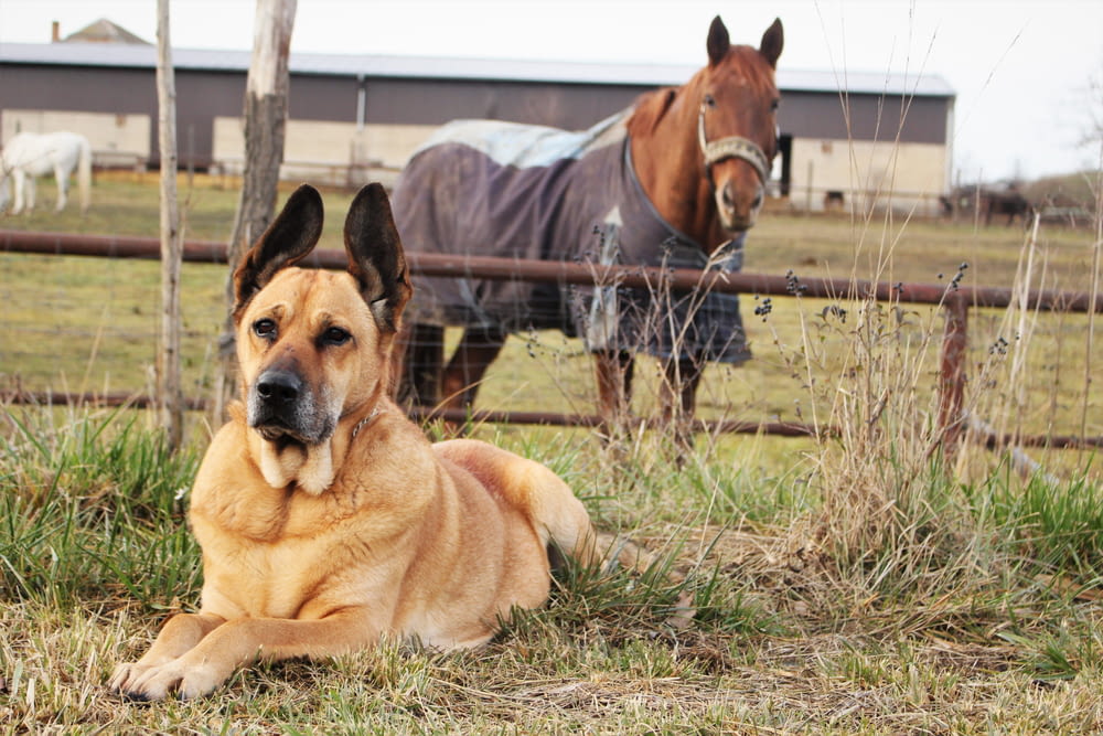 large-size short-coated tan dog