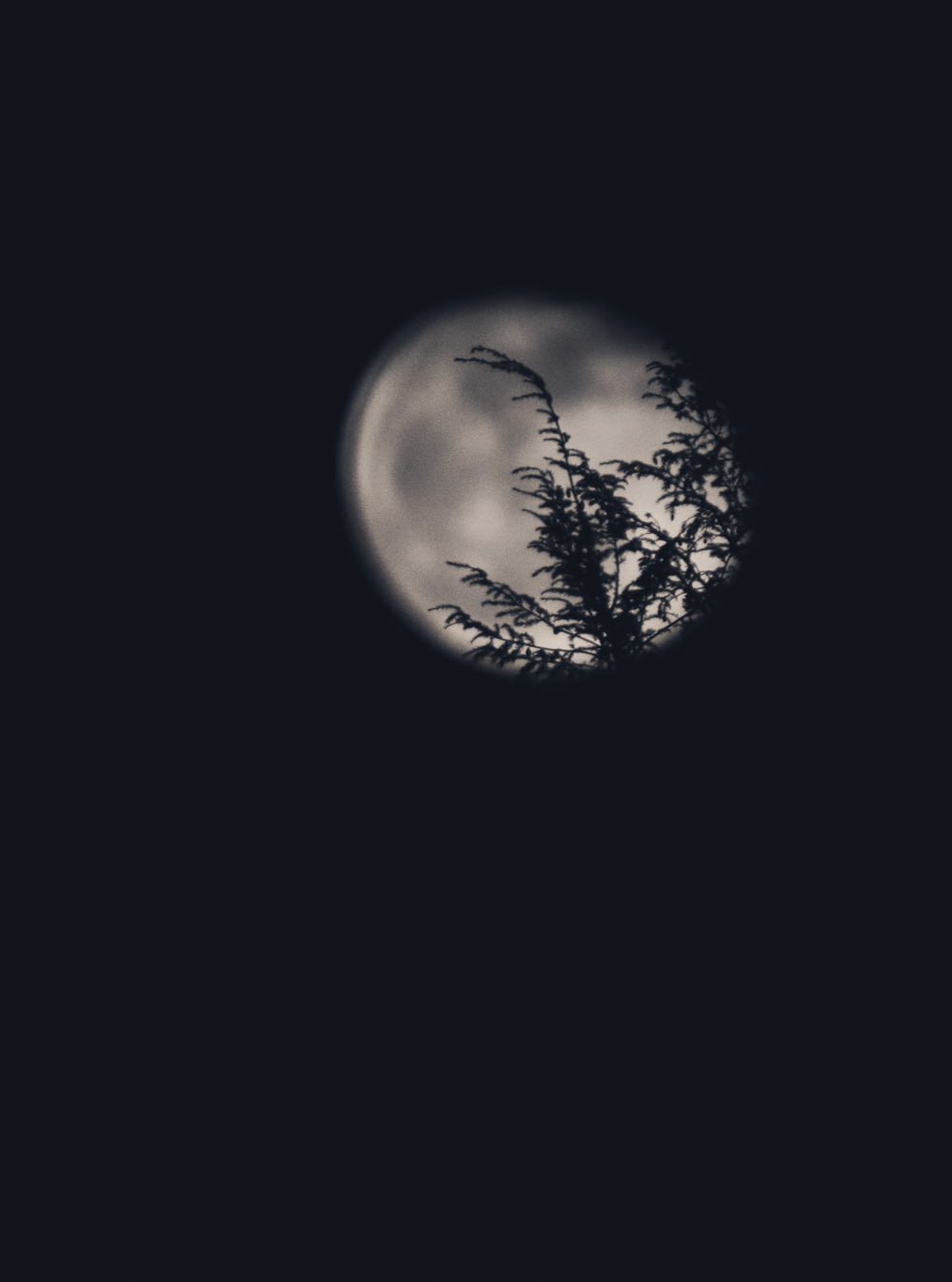 silhouette of tree overlooking moon