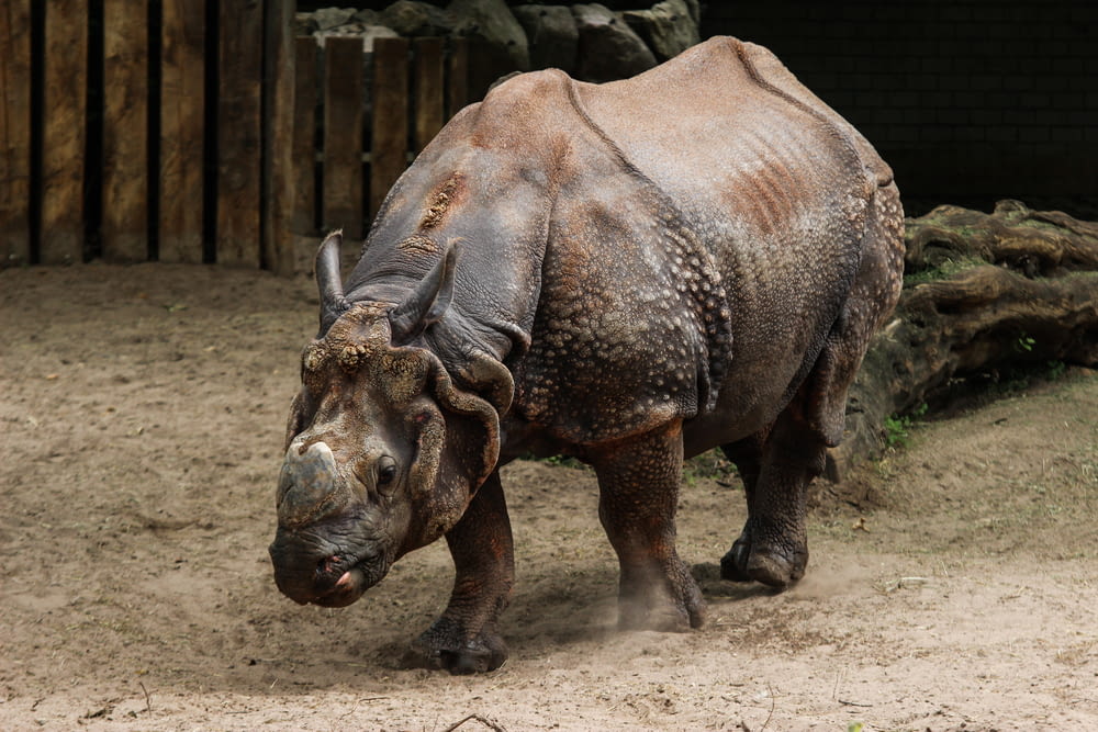 adult rhinoceros beside wall