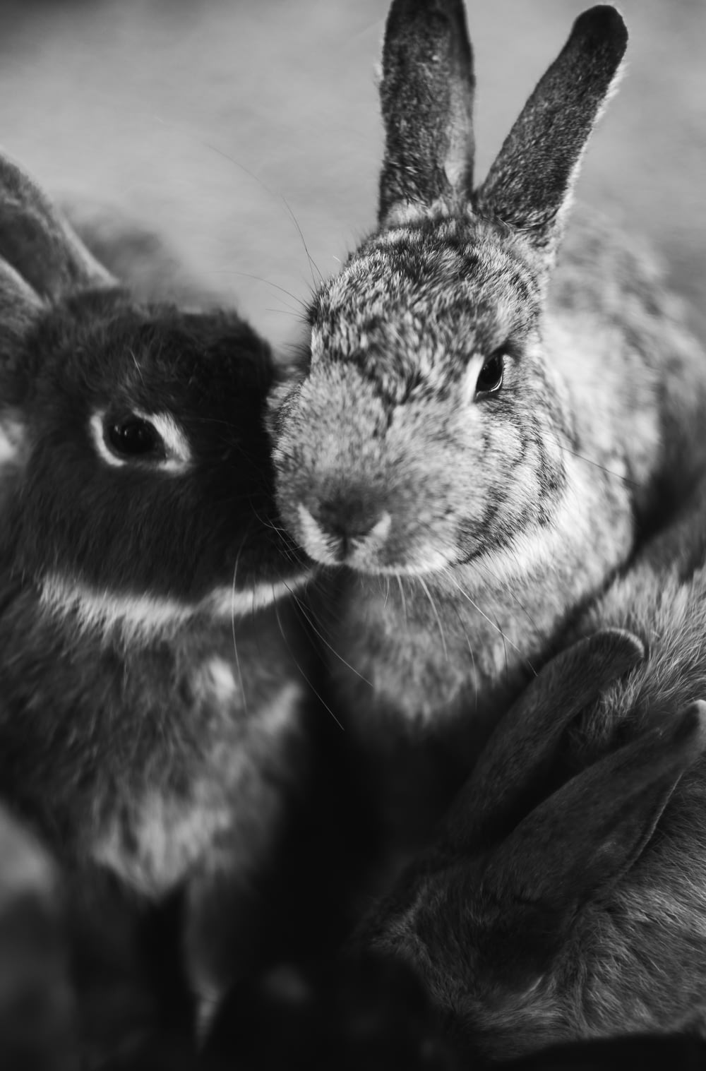 Fotografía en escala de grises de conejos