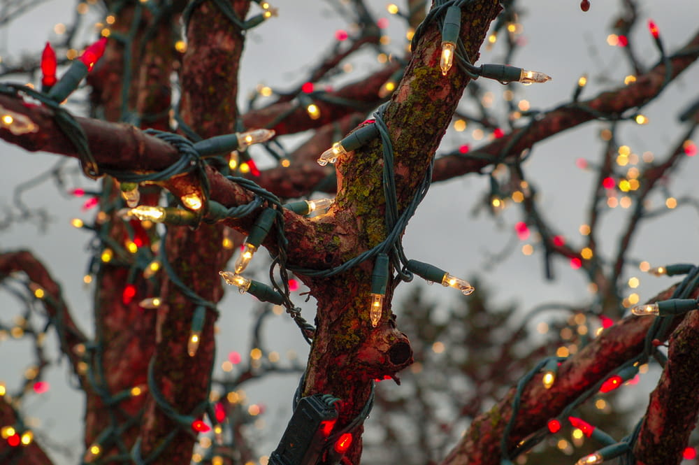 string lights on tree
