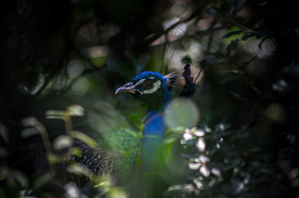 Fotografia de foco seletivo de pássaro azul