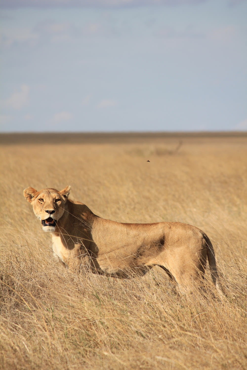 brown lioness surrounded by grass during daytime
