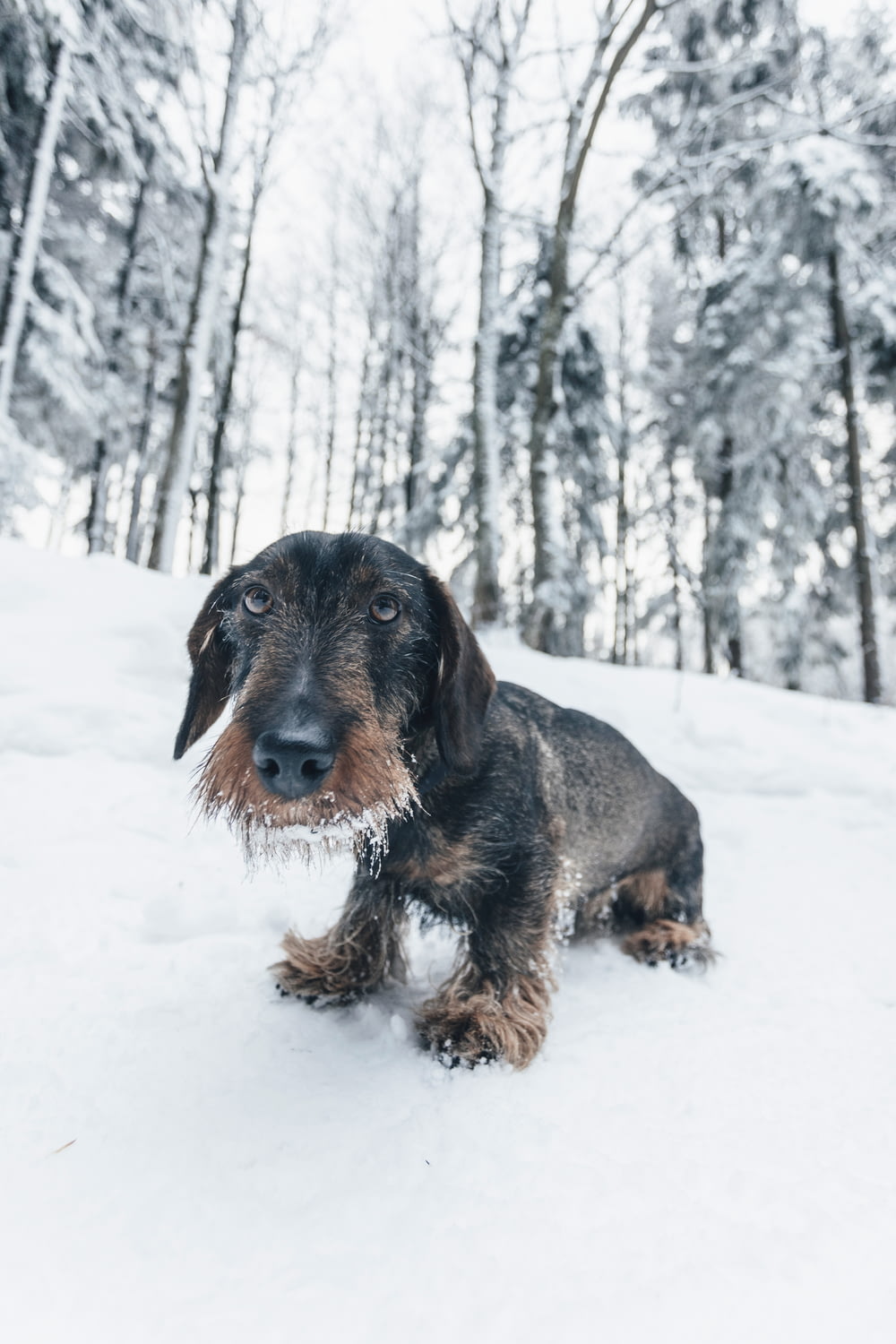 short-coated black dog on snow