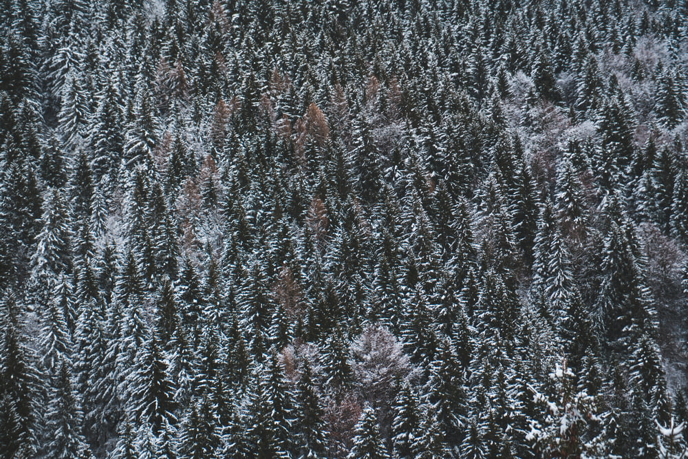 aerial photo of snow covered forest