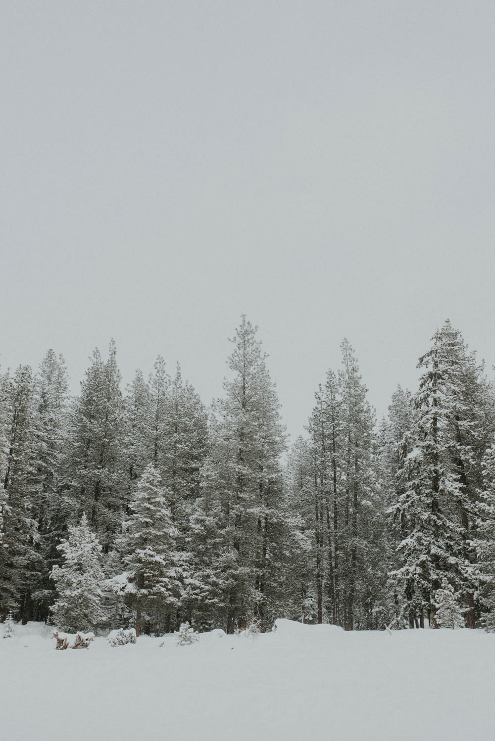 snow capped pine trees