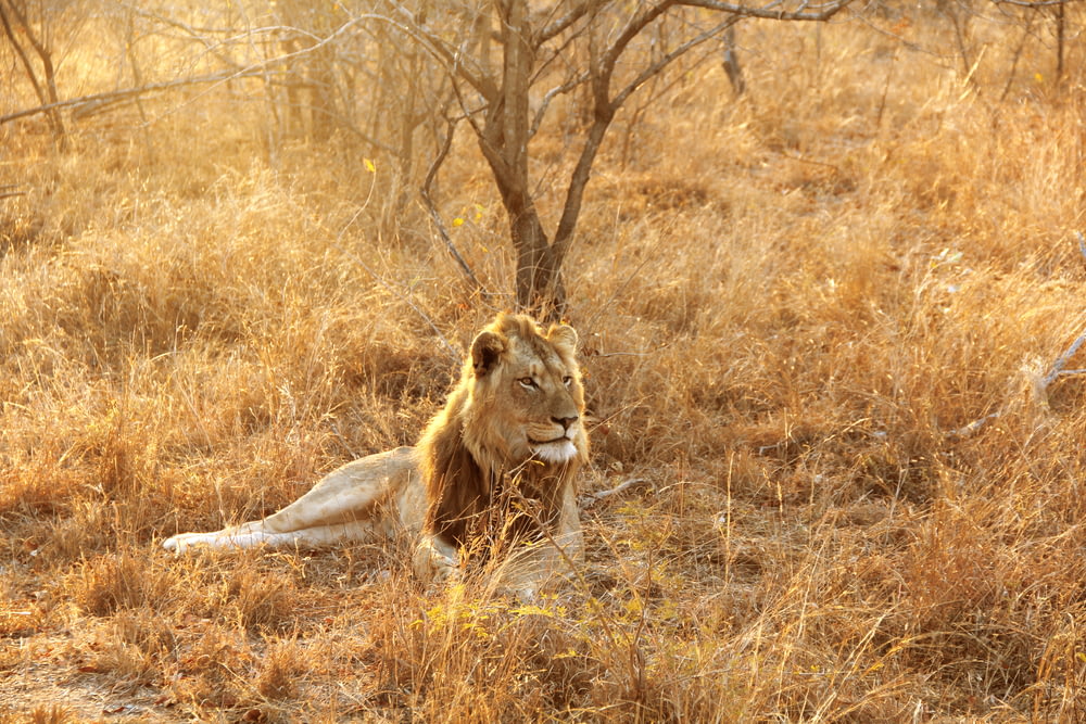 昼間、裸の木のそばに野生で横たわっているライオン
