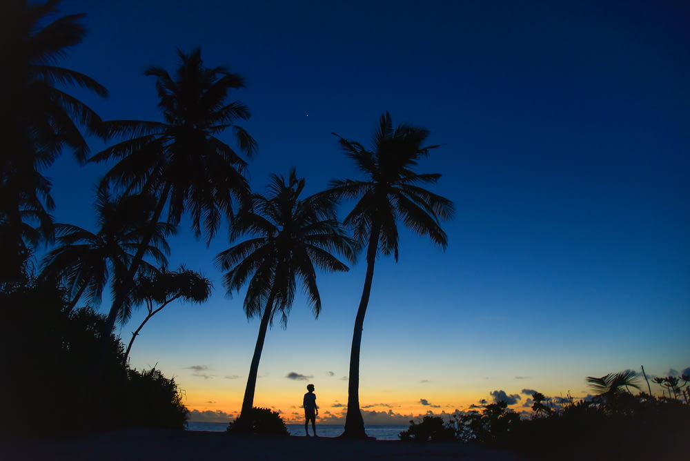 person standing near palm trees in silhouette photography