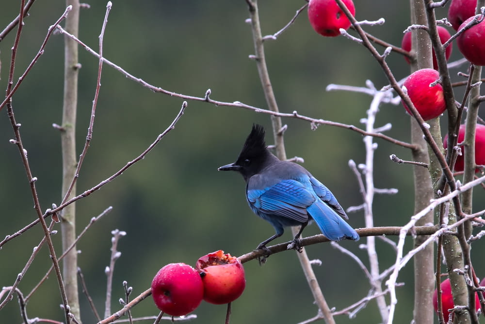 blue and black bird perching on branch