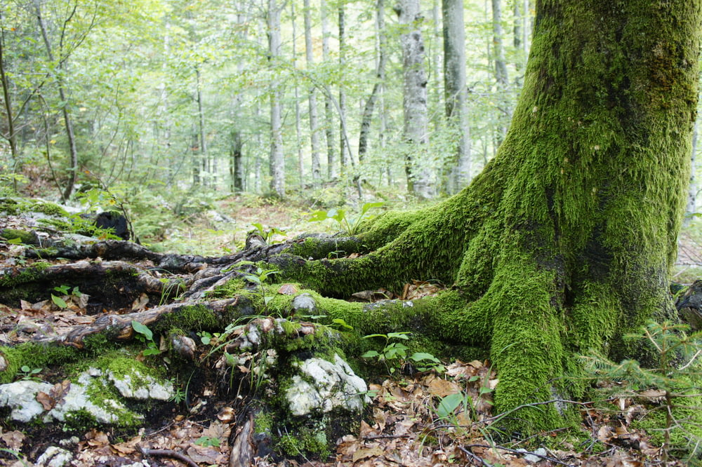 moss covered tree roots and trunk in woods