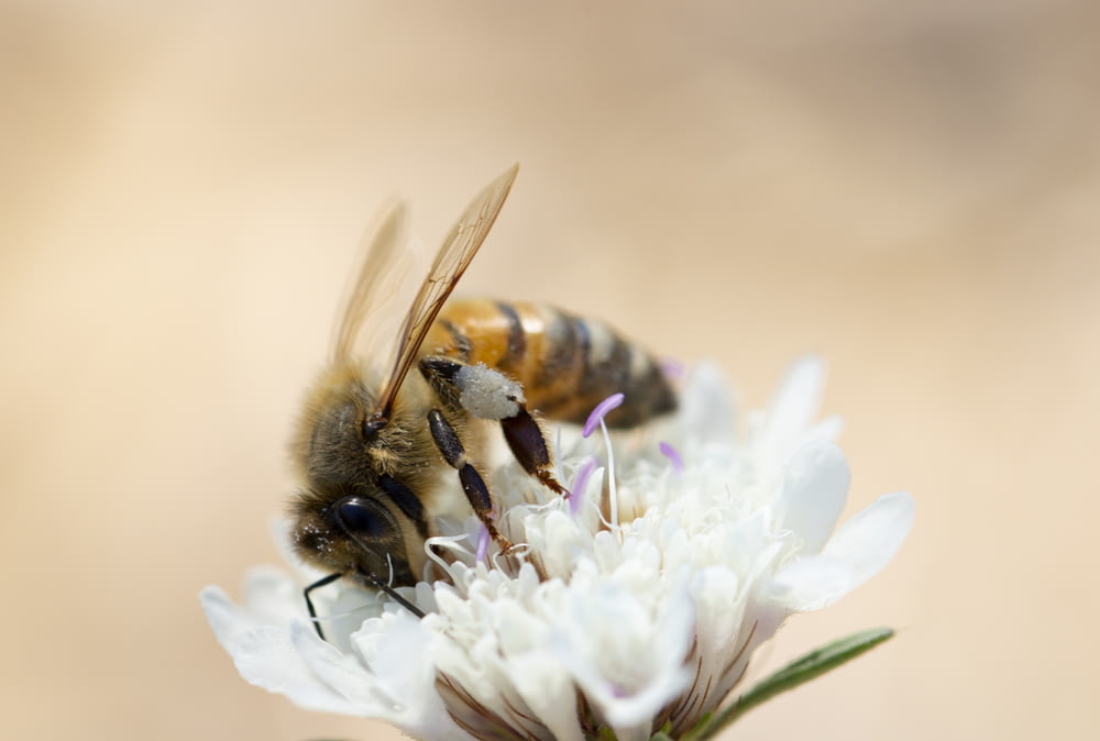 honey bee perching on white cluster flower in closeup photography
