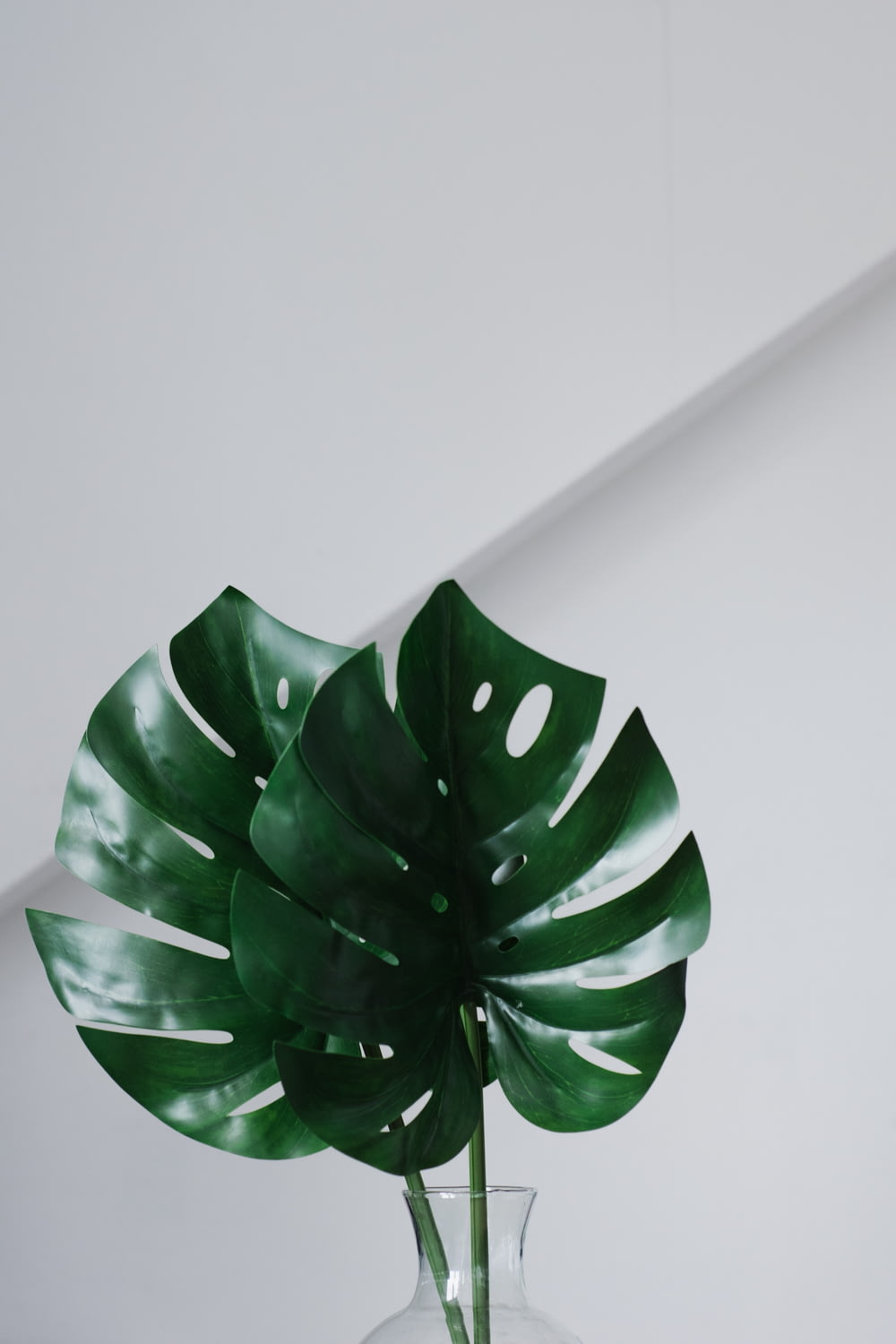 green leafed on vase