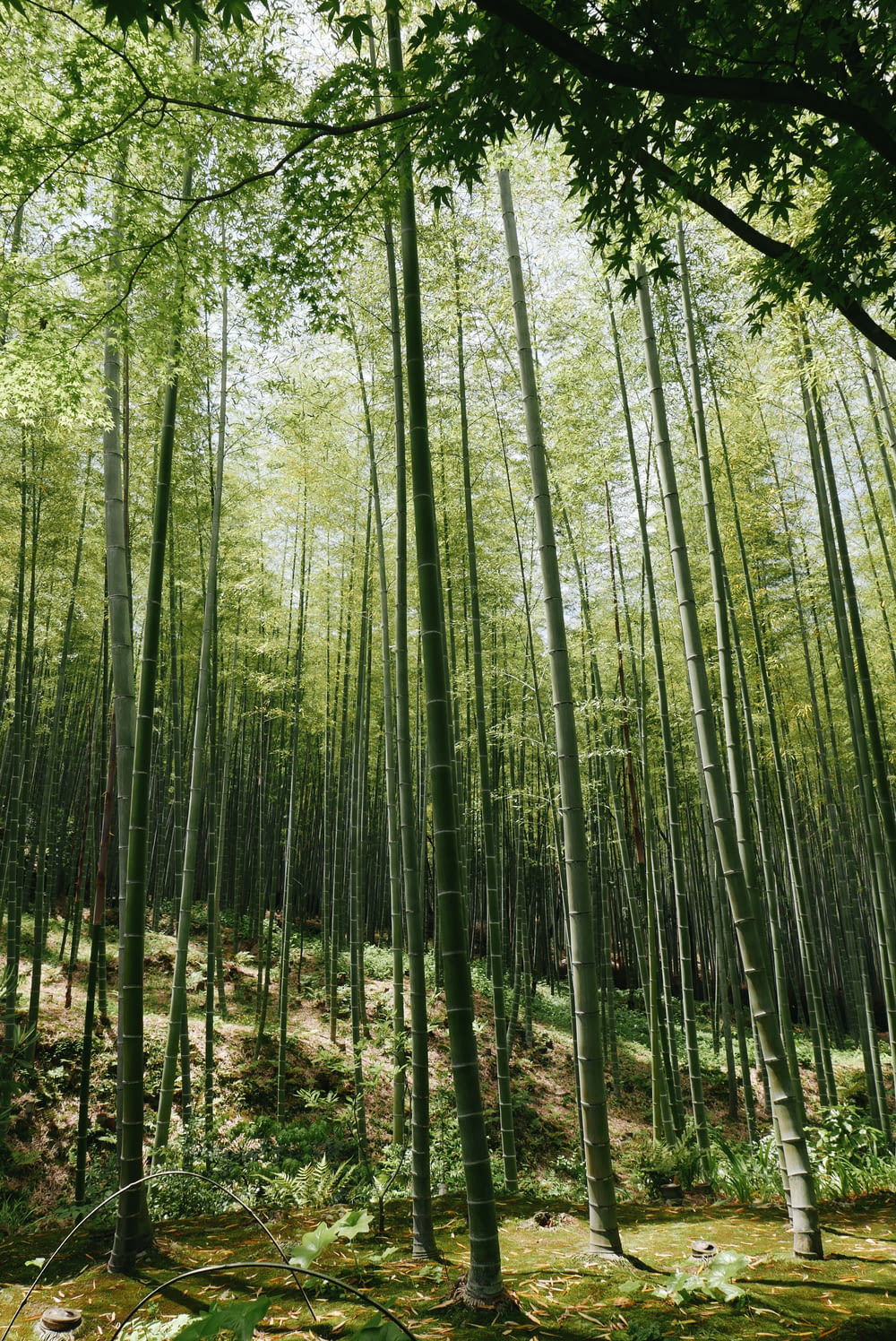bamboo grass field