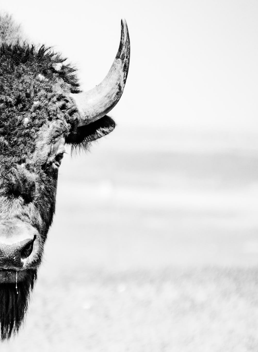 grayscale photography of cow