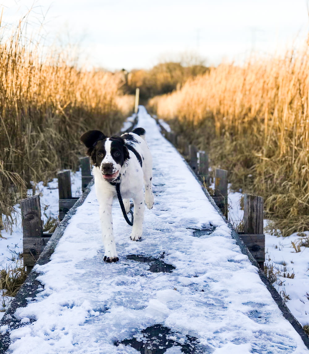 Passeio de cachorro em passarela de concreto coberta de neve