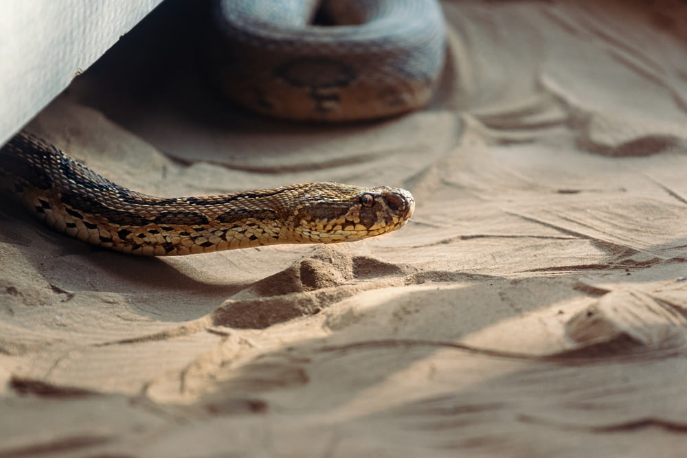 brown snake crawling in the sand