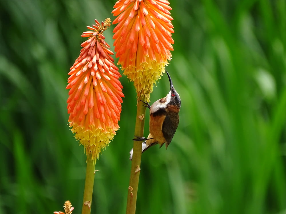 colibrì marrone e nero appollaiati su un fiore petalo