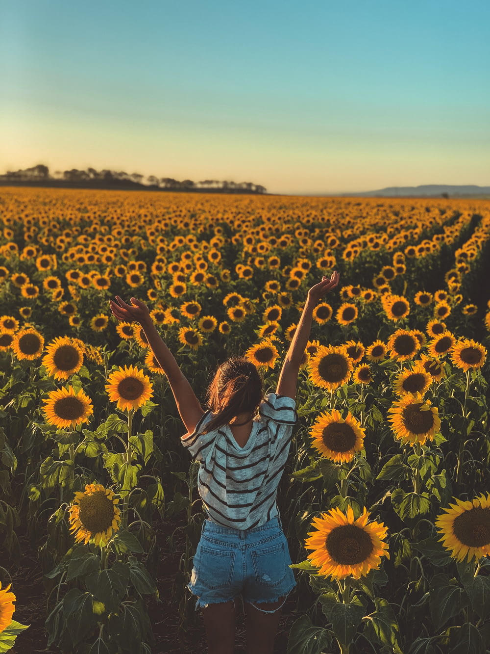 Frau mit Blick auf Sonnenblume gefeilt