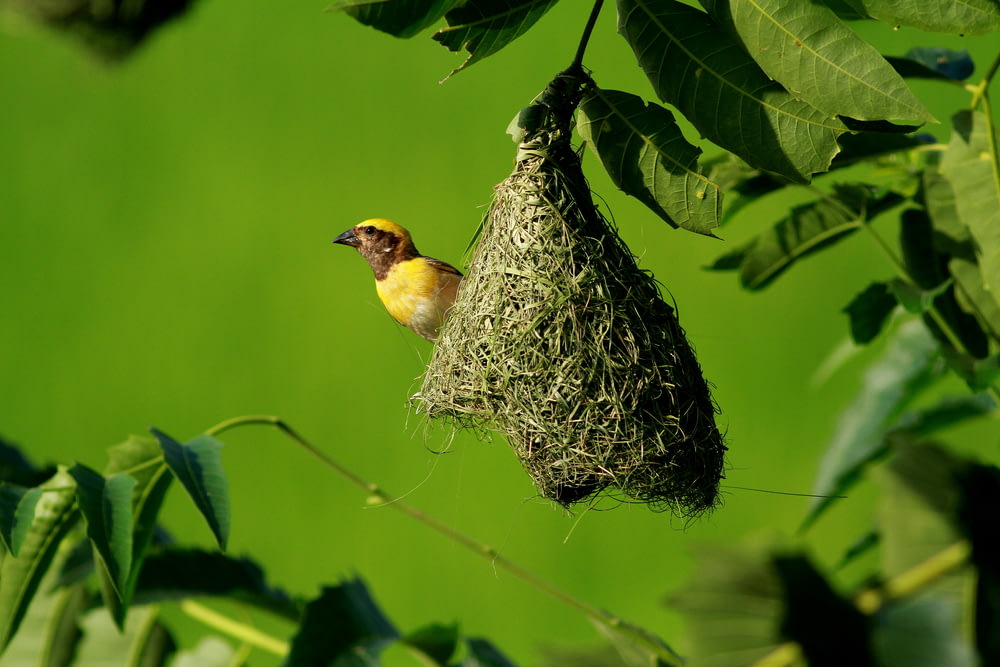 oiseau tisserand jaune sur le nid