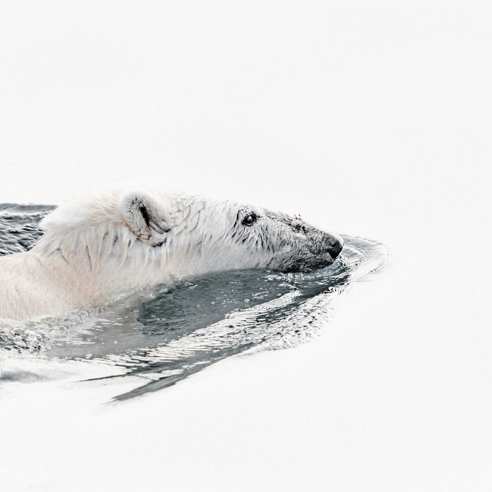 polar bear swimming in water