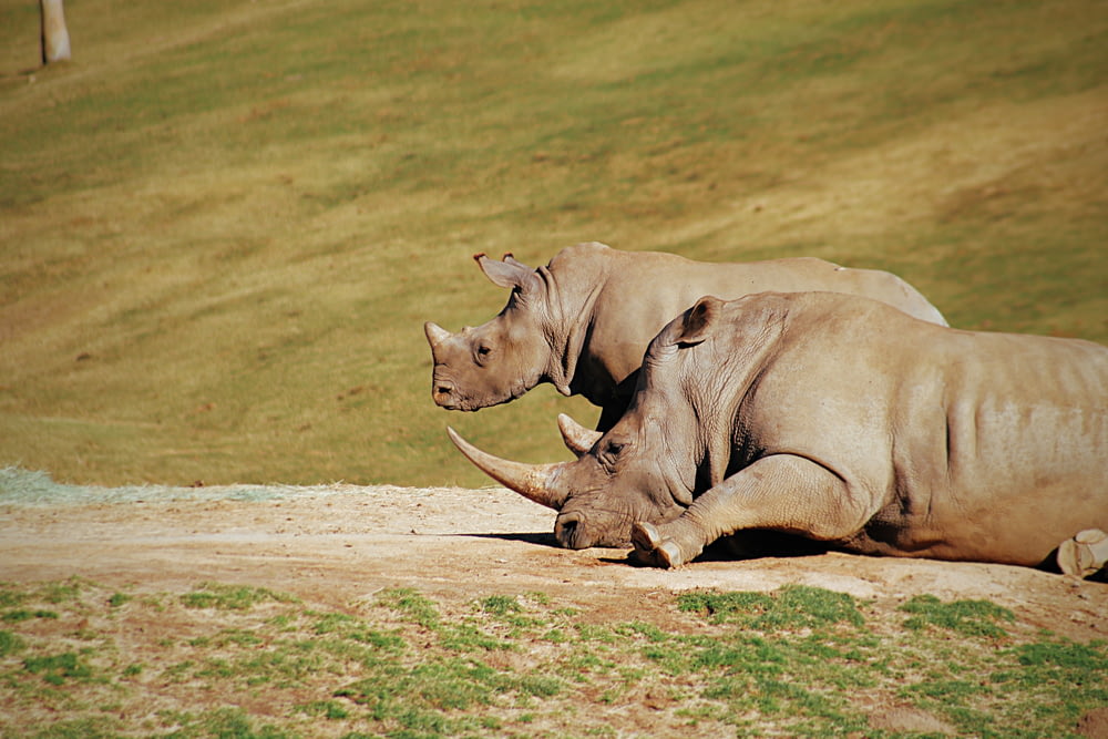 two gray rhinos lying on ground