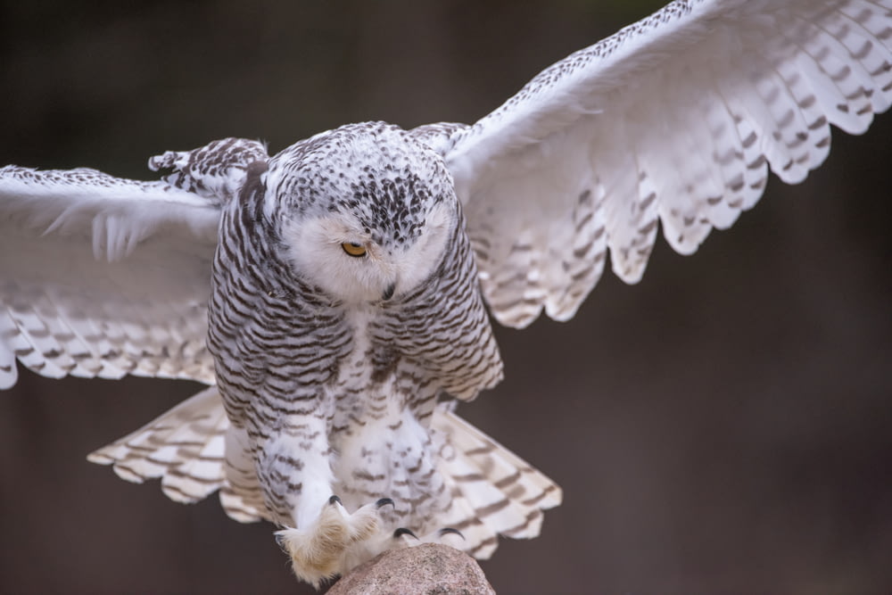 a white owl is flying over a rock
