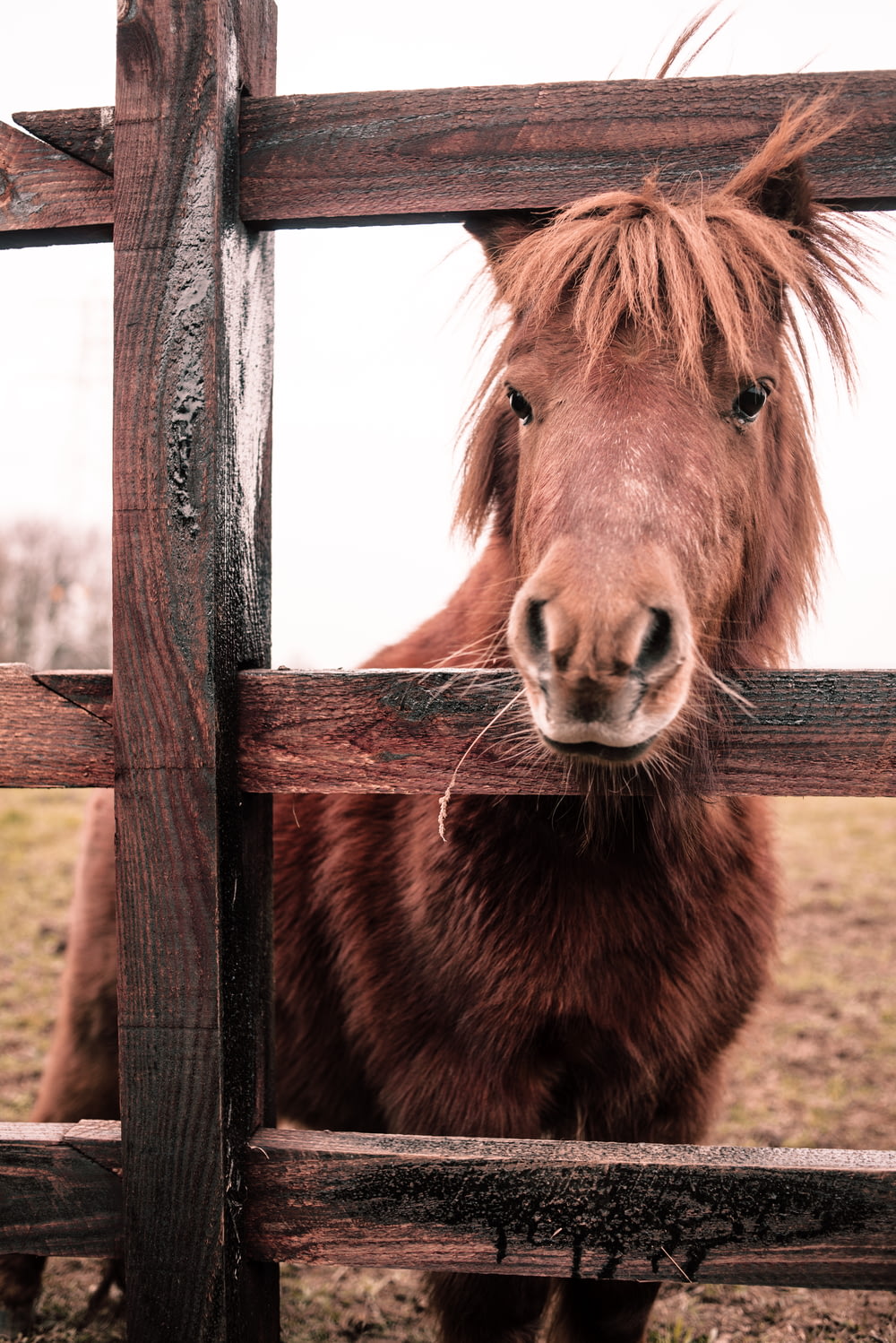 brown young horse by the wooden fence