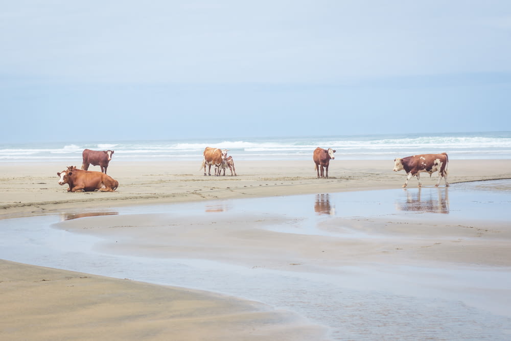 brown cow on seashore