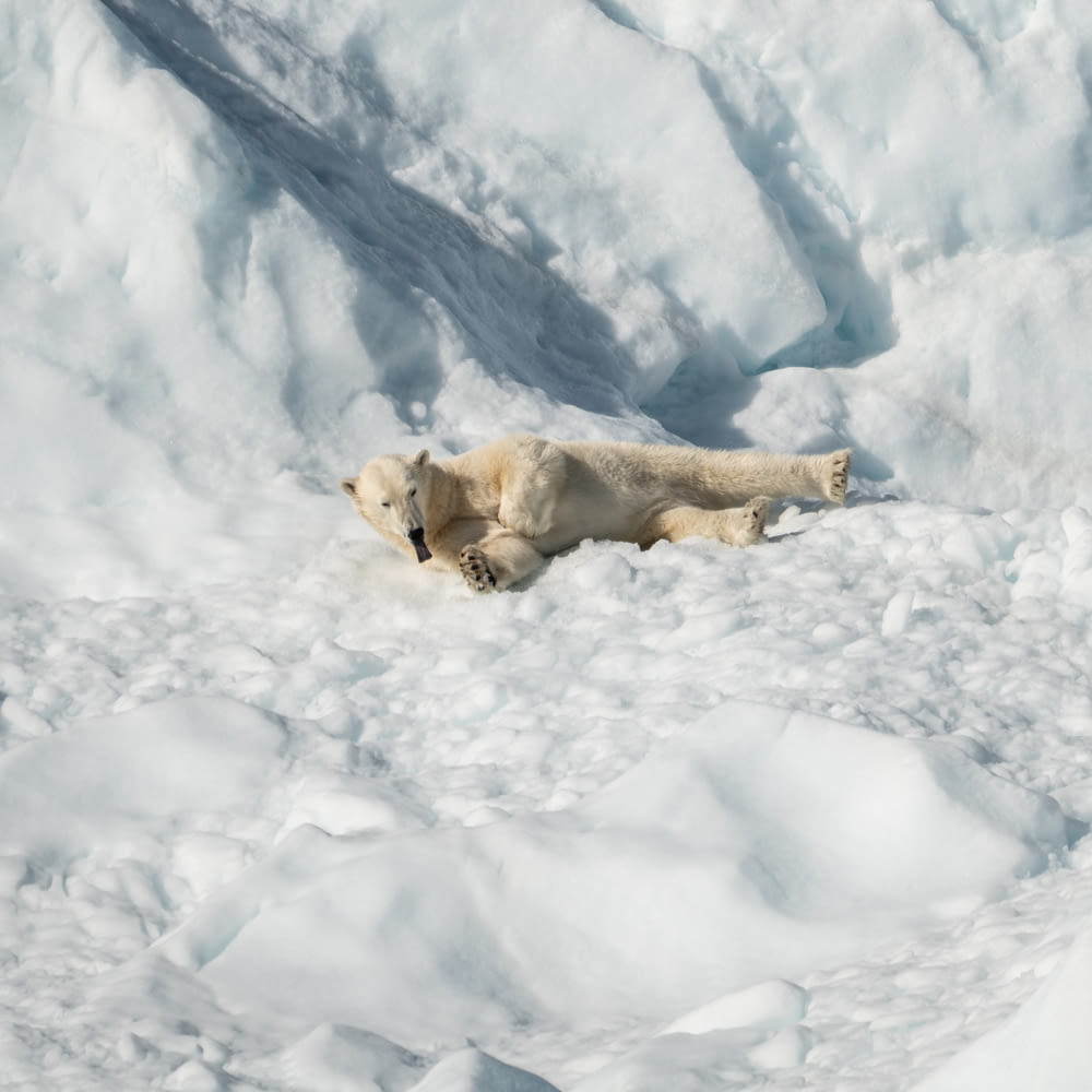 polar bear lying on snow field
