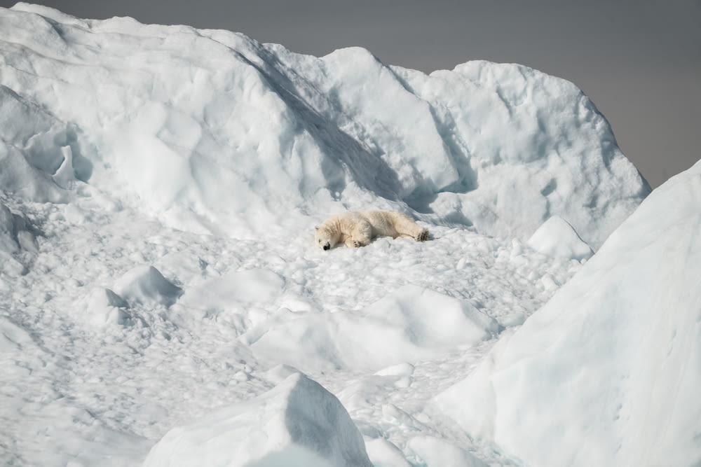 polar bear lying on snow covered mountain