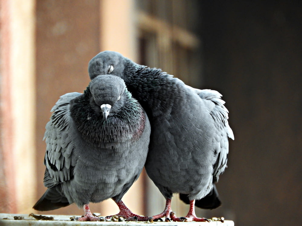 two gray pigeons