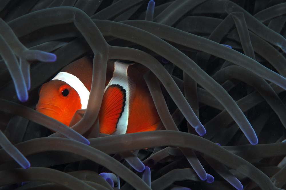 orange clownfish