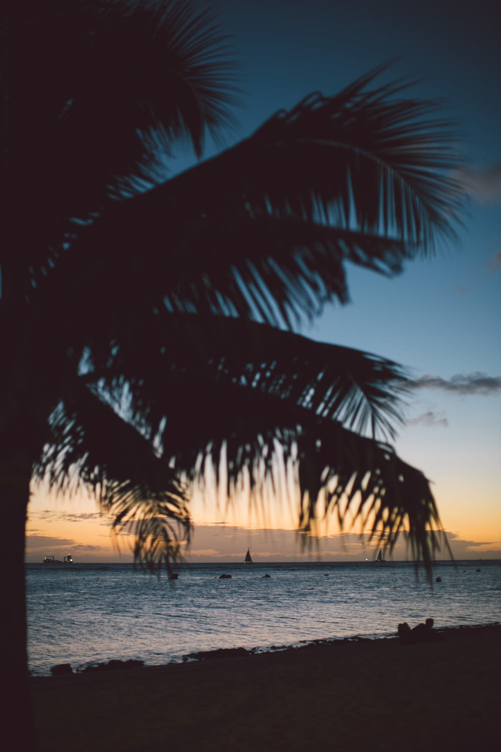 palm near seashore at sunset