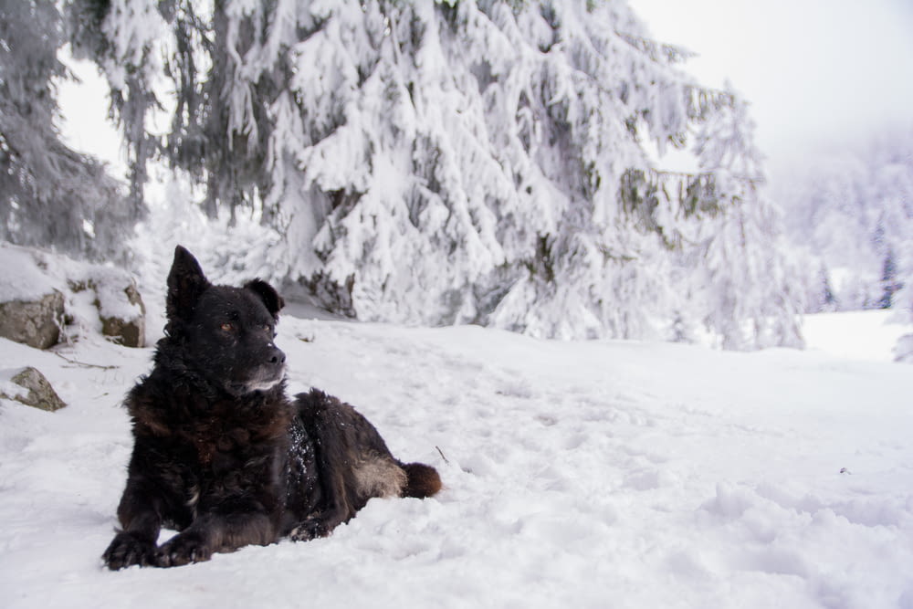 short-coated black dog on snow